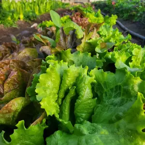 Extra Seasonal Produce Please