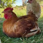 Colorado Gold Chicken Leg Quarters (Drum and Thigh)