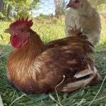 Colorado Gold Whole Chicken