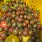 Heirloom Tomato Seed Bundle