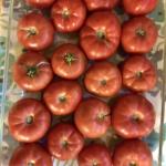 Heirloom Tomato Seed Bundle