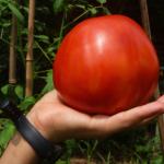 Heirloom Salsa Garden Seed Bundle