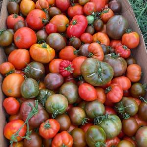 Heirloom Tomato Seed Bundle