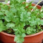 Heirloom Herb Garden Seed Bundle