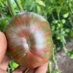 Heirloom Tomato Seed Bundle
