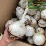 Heirloom Salsa Garden Seed Bundle