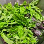 Heirloom Herb Garden Seed Bundle