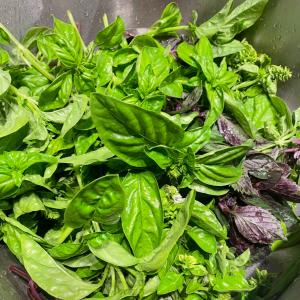 Heirloom Herb Garden Seed Bundle