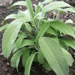 Heirloom Herb Garden Seed Bundle