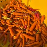 Heirloom Salad Bar Seed Bundle