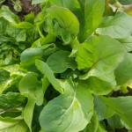 Heirloom Salad Bar Seed Bundle