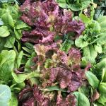 Heirloom Salad Bar Seed Bundle