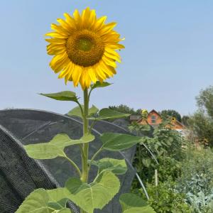 Heirloom Flower Patch Seed Bundle