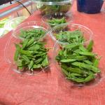 Heirloom Salad Bar Seed Bundle