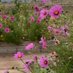 Heirloom Flower Patch Seed Bundle