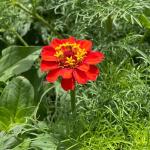 Heirloom Flower Patch Seed Bundle