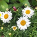 Heirloom Flower Patch Seed Bundle