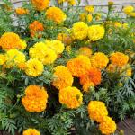 Heirloom Flower Patch Seed Bundle