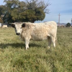 1/4 Beef 100% grass fed