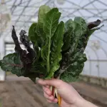 Swiss Chard