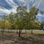 Black Walnut